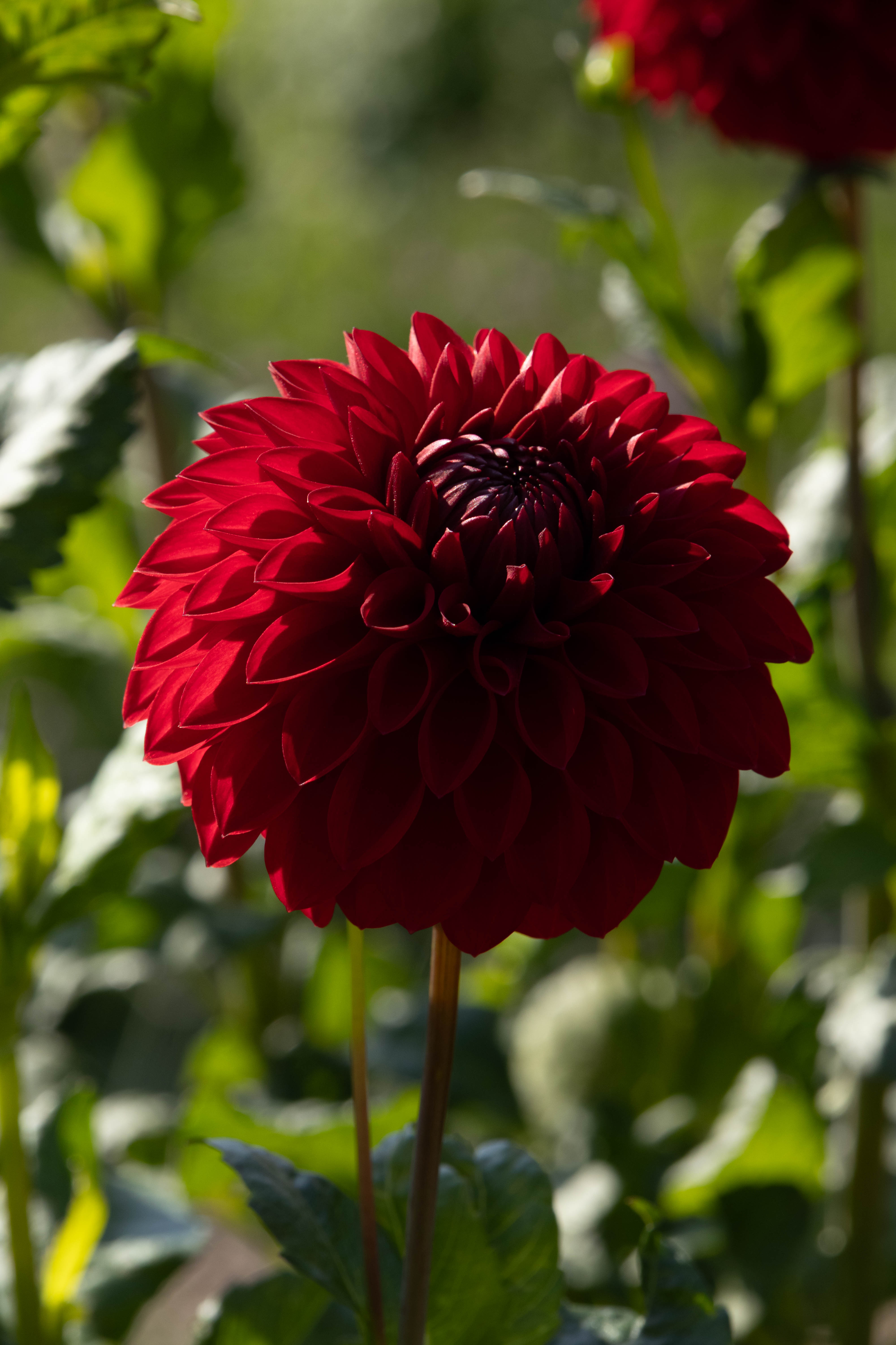 Dahlia_in_Summer